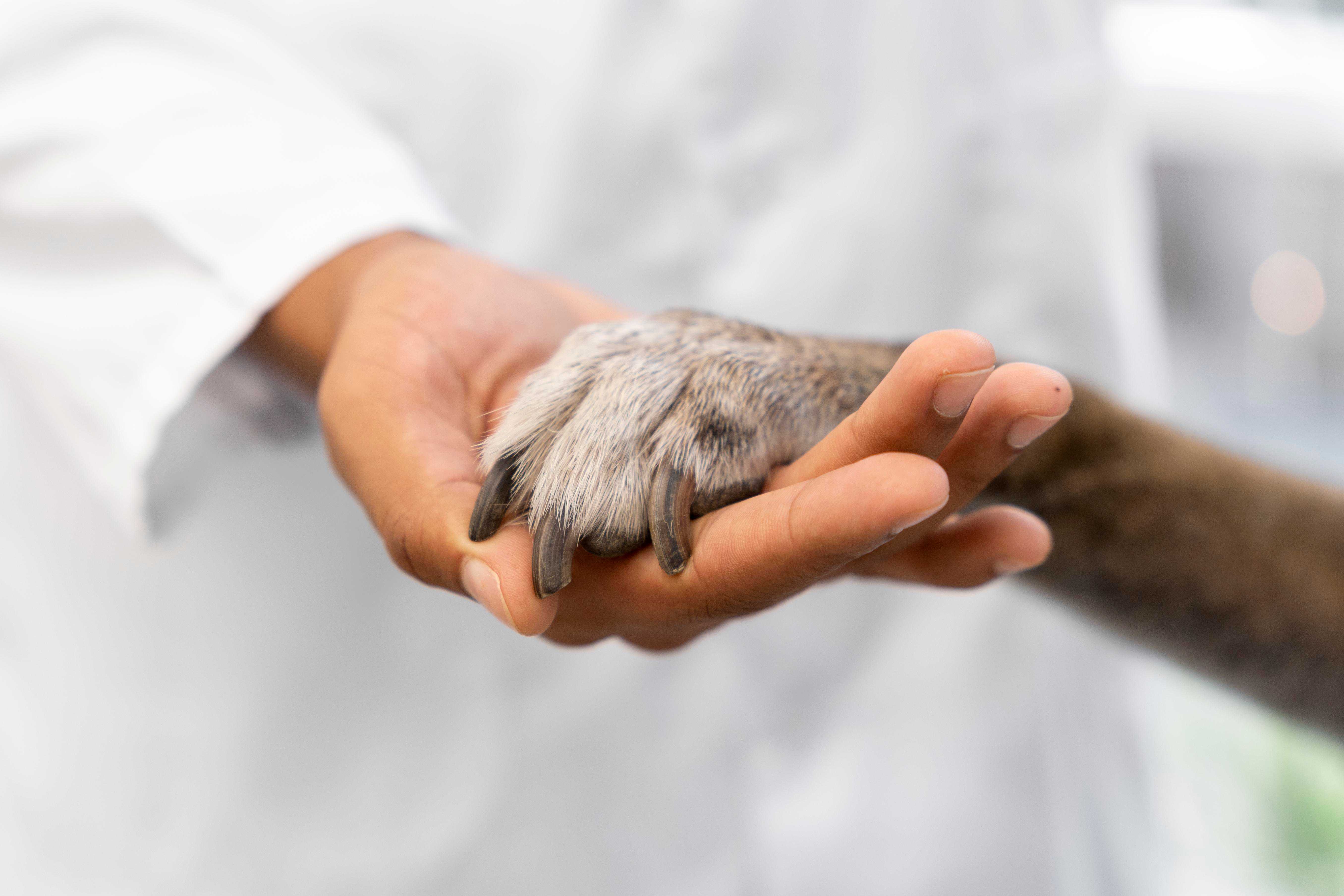 Microchip